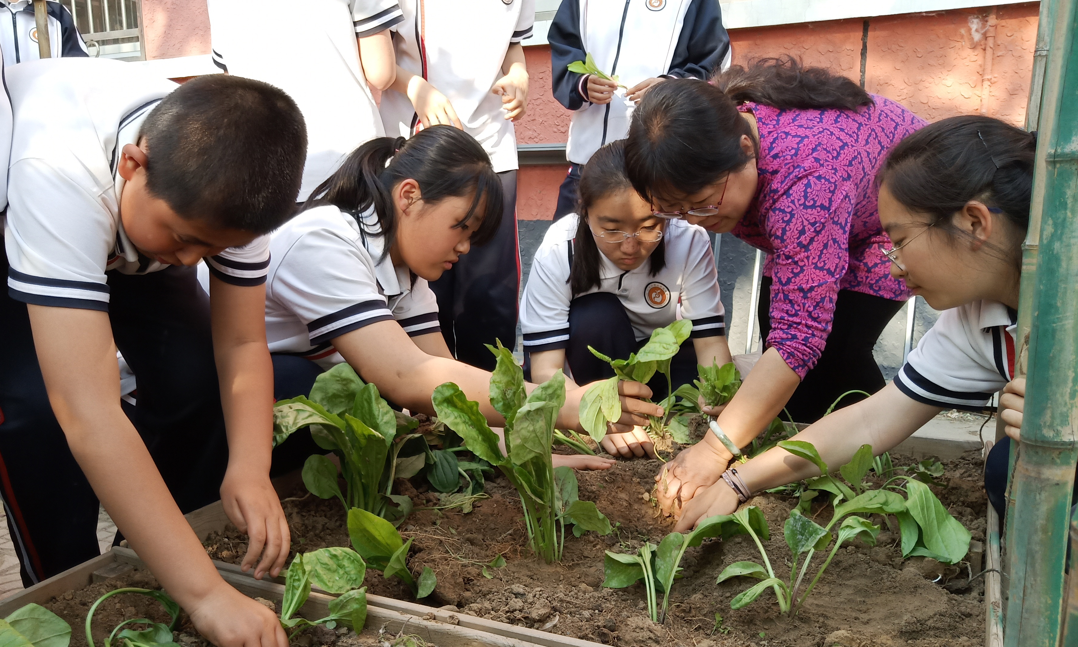 学生中草药种植体验活动.jpg